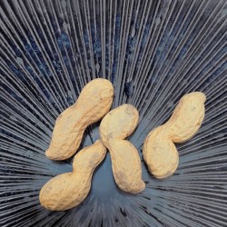 Assiette japonaise COSMOS servie avec des cacahuètes, gros plan sur l’émail rayonnant