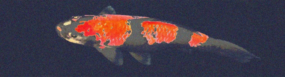 Collection Koi – vaisselle japonaise carpe Koi